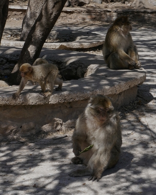 Forêt de cèdres   (Singes en liberté)  |   8  /  13    |